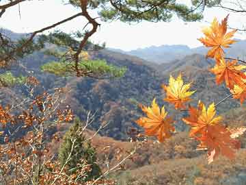 百度精選“牛氣沖天”打一最佳準確生肖